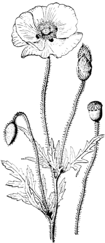 Corn Poppy Coloring Page